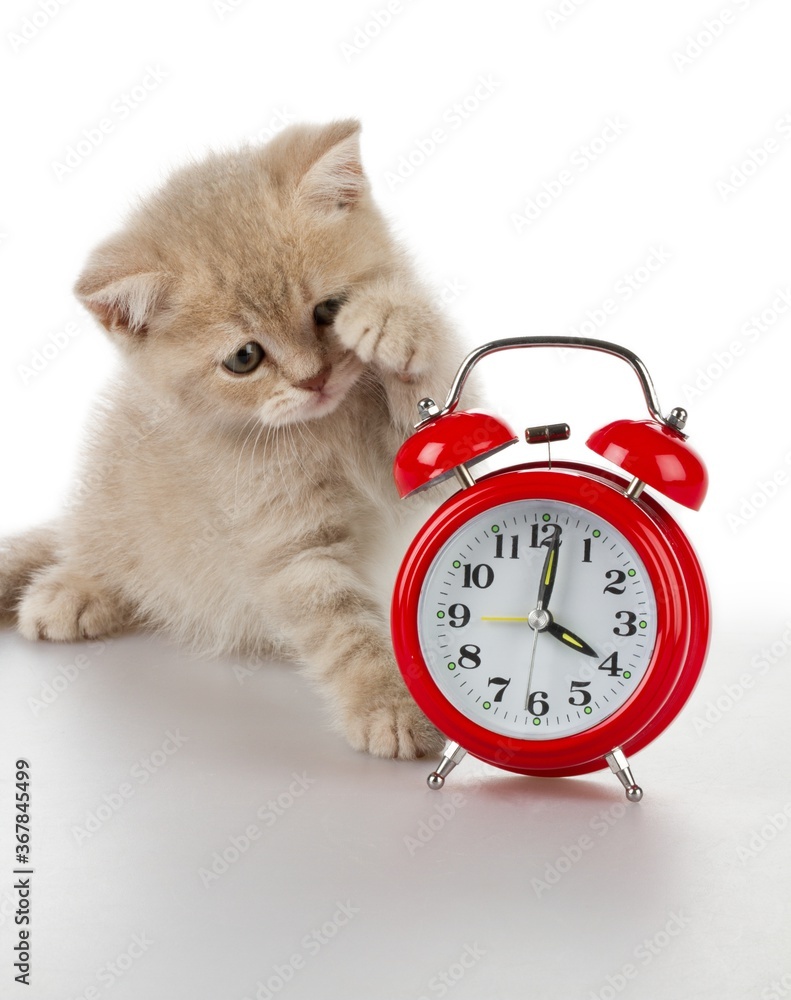 Kitten with Alarm Clock