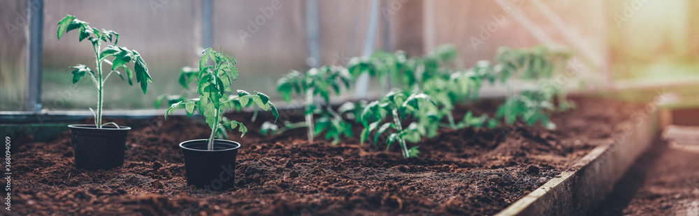 温室土壤中生长的番茄幼苗