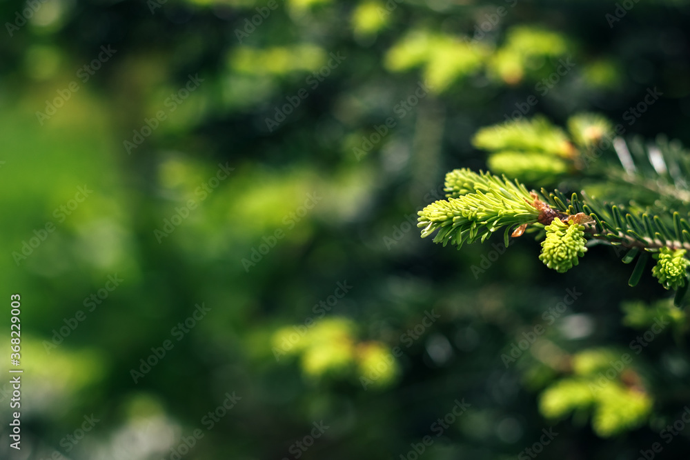 美丽的绿色云杉树枝，有芽。针叶常青树的宏观结构。背景模糊