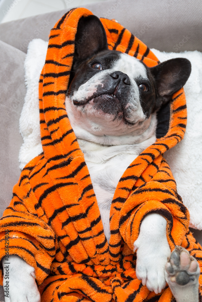 法国斗牛犬穿着橙色老虎浴袍放松地躺着