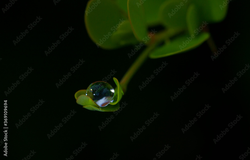 a drop of water rests on a tiny leaf
