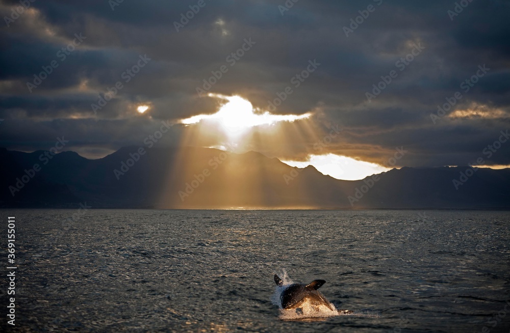 大白鲨，成年呼吸，南非假海湾