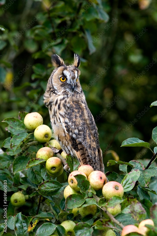 长脖子猫头鹰，站在法国诺曼底苹果树枝上的成年人