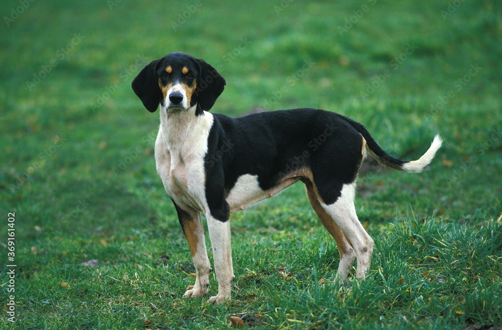 伟大的盎格鲁-法国三色猎犬，成年站在草地上
