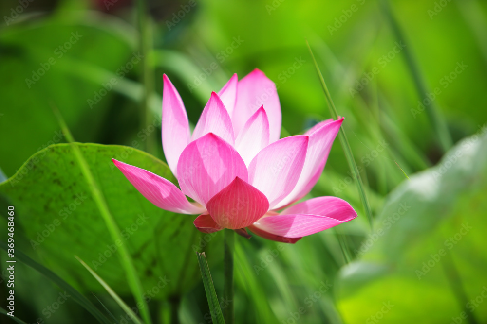 beautiful blooming lotus flowe