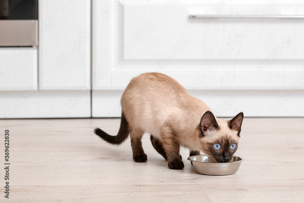 可爱的泰国猫在家吃碗里的食物