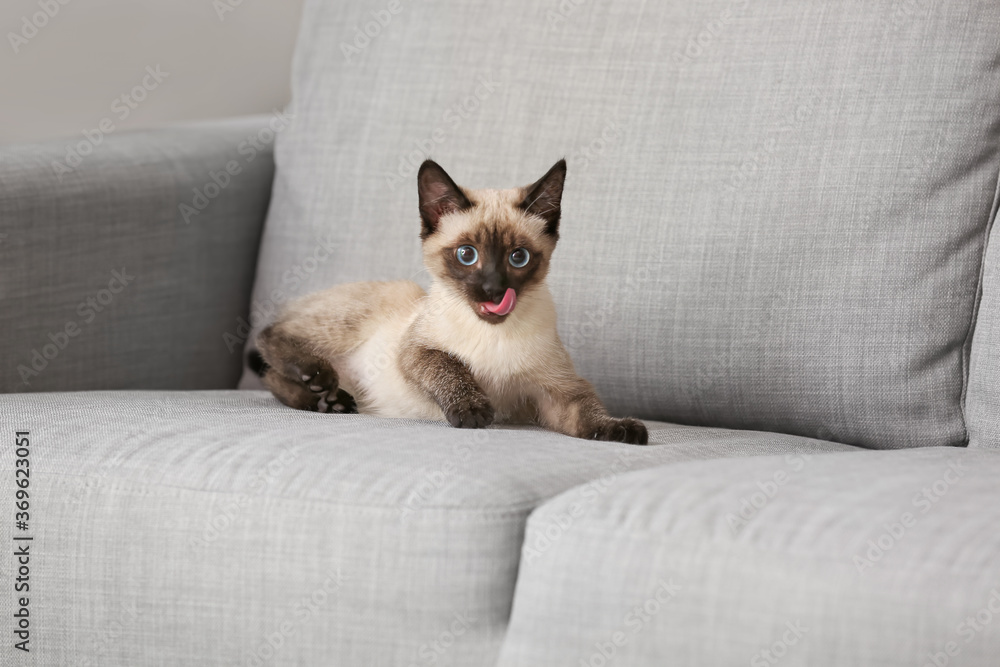 家里沙发上的可爱泰国猫
