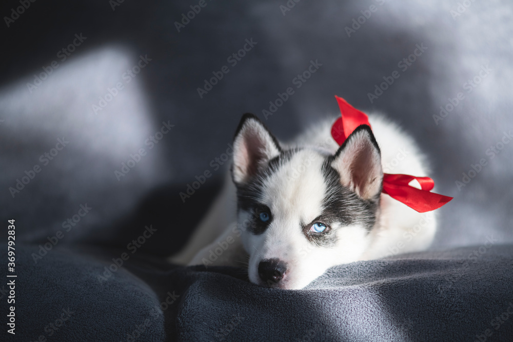 一只白色小狗品种的西伯利亚哈士奇，红色蝴蝶结，睡在灰色地毯上。完美的生日礼物
