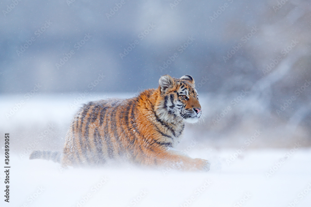 老虎，俄罗斯泰加寒冷的冬天。雪花和野生东北猫在一起。老虎在狂野的冬天奔跑