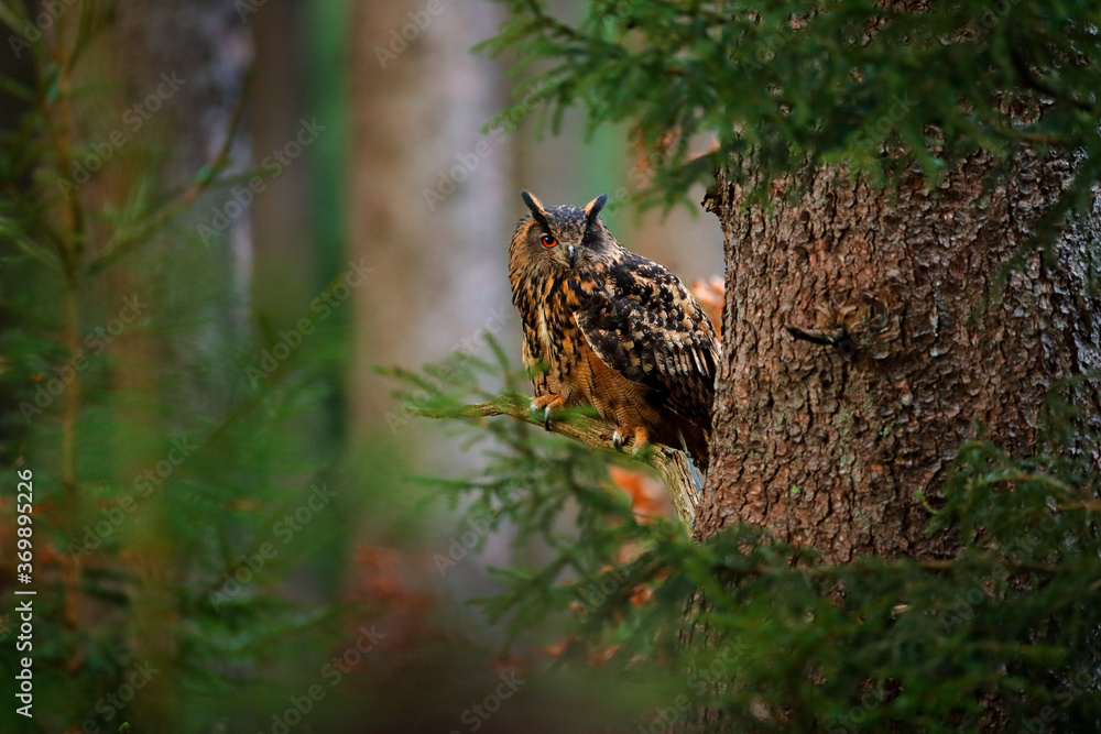 欧亚鹰鸮，橙色大眼睛，德国。秋天的树林里有鸟，t之间有美丽的阳光