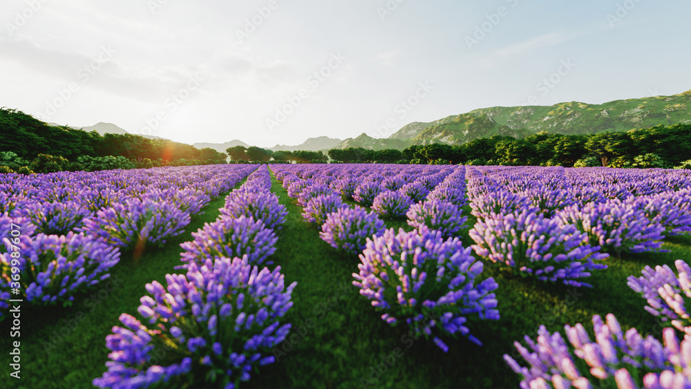 图片显示了法国普罗旺斯一片浓郁的薰衣草田，背景是一棵孤独的树。3d渲染