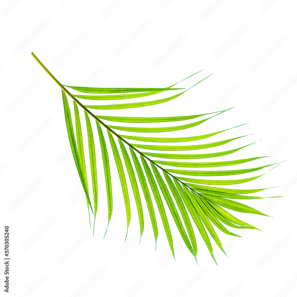 椰子叶或椰子叶，绿色叶片，白色背景上隔离的热带树叶w