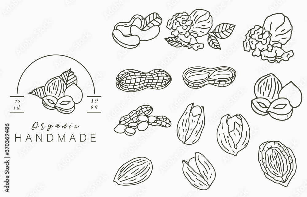坚果系列徽标，带有榛子、核桃、花生。图标、徽标、贴纸的矢量插图，可打印