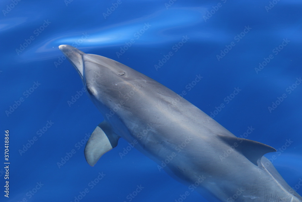 大西洋斑点海豚，额斯坦内拉