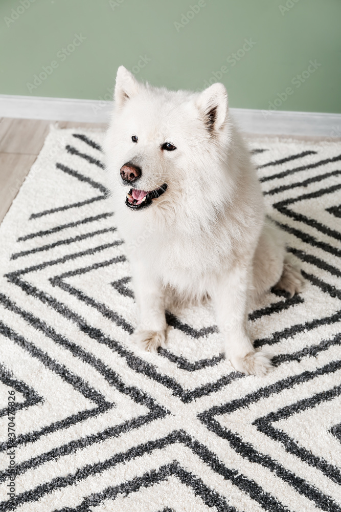 家里柔软地毯上可爱有趣的小狗