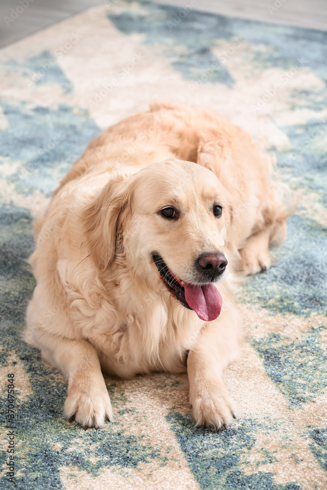 家里柔软地毯上可爱有趣的狗