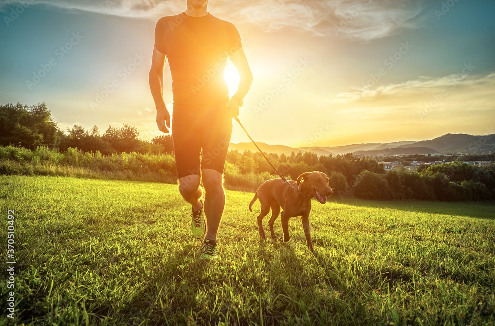 Silhouettes of runner and dog on field under golden sunset sky in evening time. Outdoor running. Ath