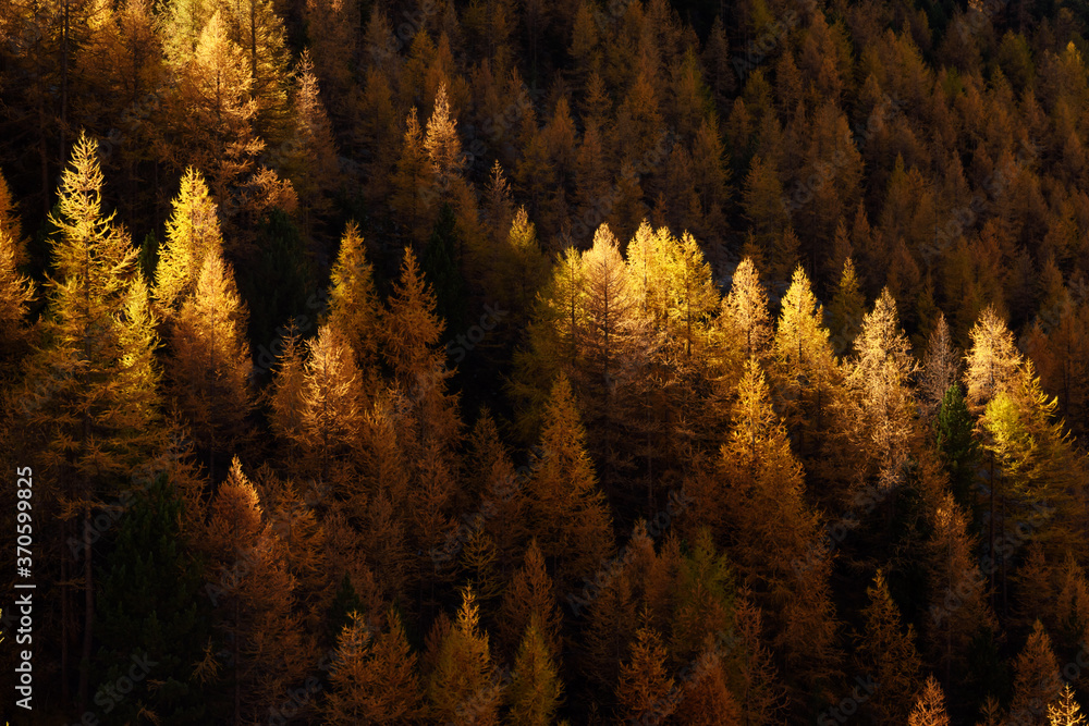 美丽的常绿森林，落叶松变成了独特的秋季金色。瑞士阿尔卑斯山。