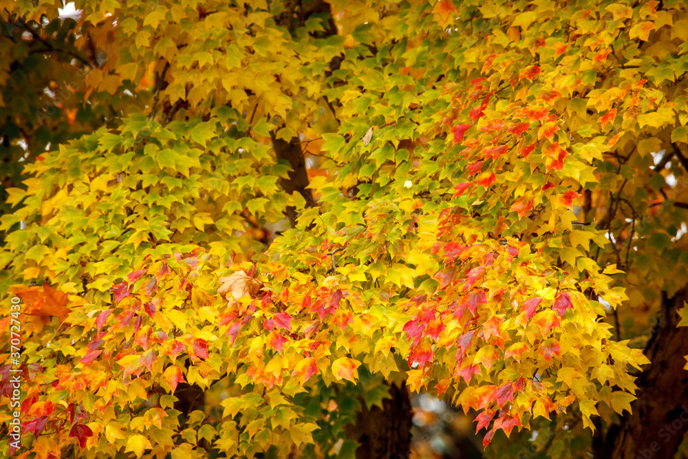 Beautiful yellow, orange red and green leaves. The colors of autumn (fall).