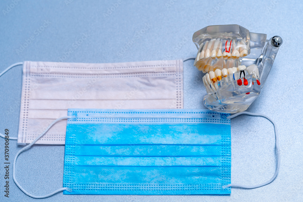 Educational model of teeth and protective mask. Blue background.