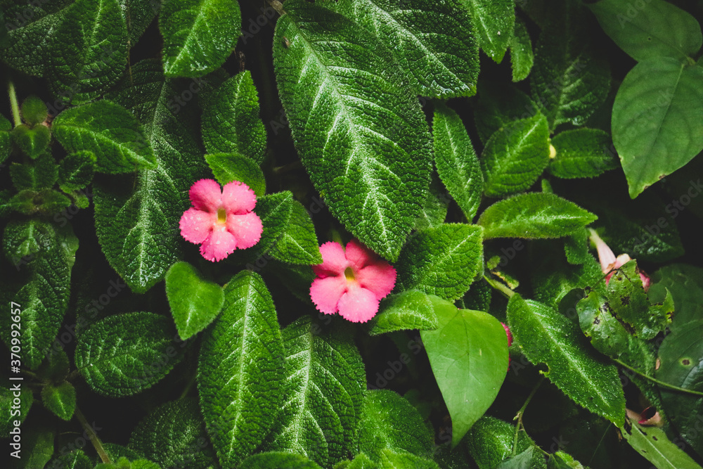 Beautiful pink flowers and green leaves background in the garden closeup.