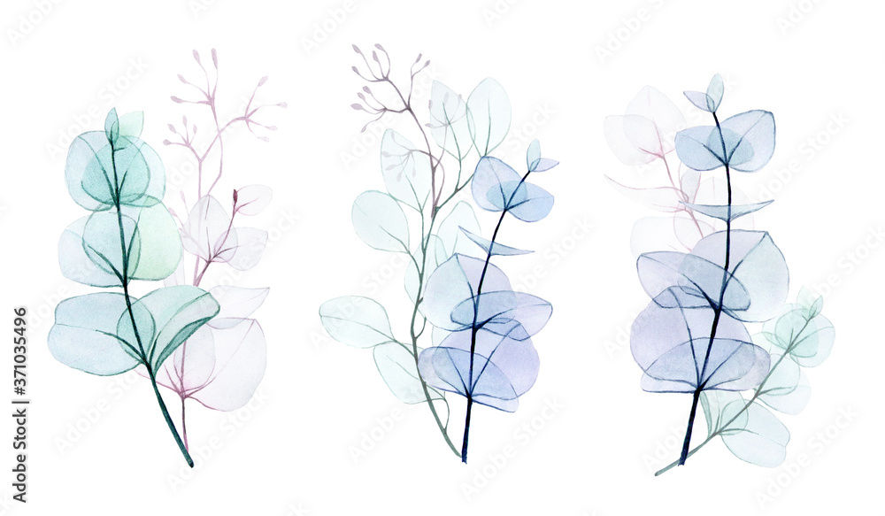 水彩画，一组透明的桉树叶子和树枝束，隔离在whi上