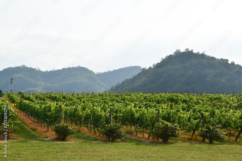 生长在葡萄园山谷山丘上的新鲜葡萄藤，酒庄背景，ingred的概念图