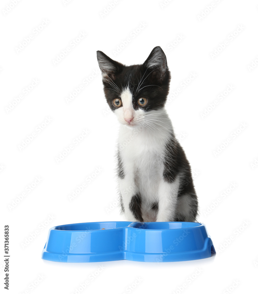 可爱有趣的小猫，白色背景上有一碗食物
