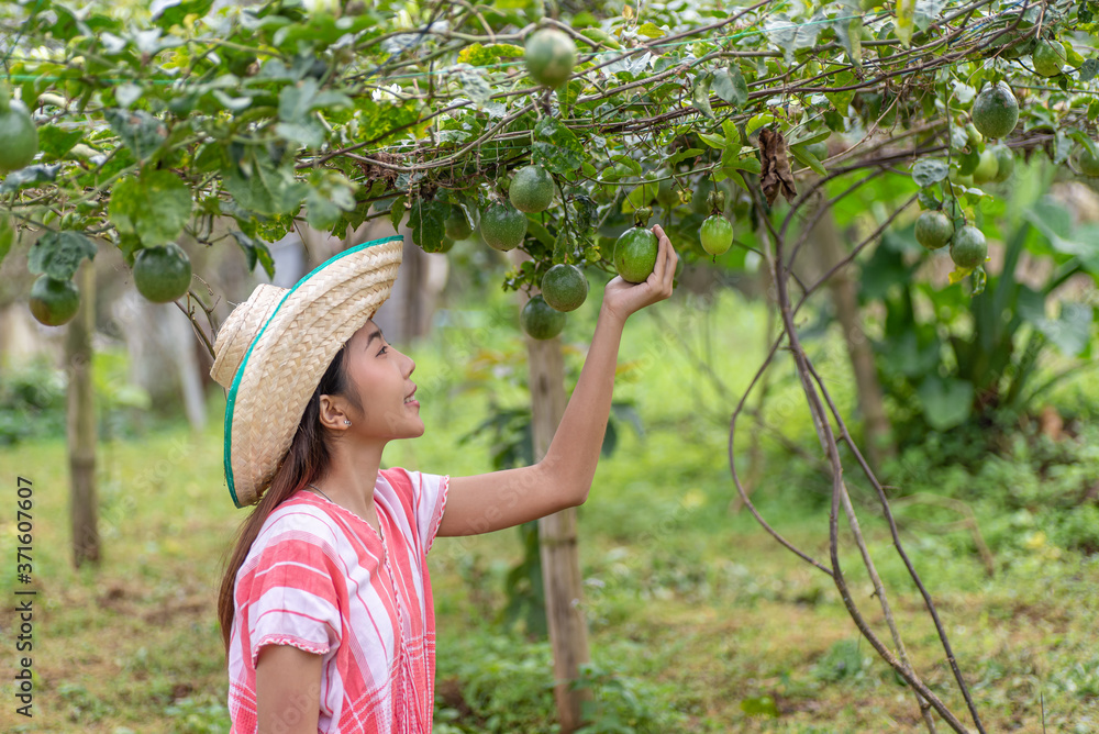 亚洲年轻女子采摘百香果