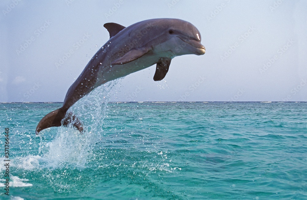 瓶鼻海豚，截尾tursiops truncatus，成年跳跃
