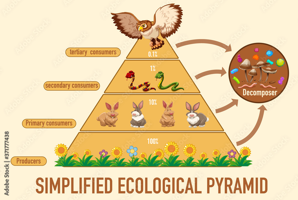 科学简化生态金字塔