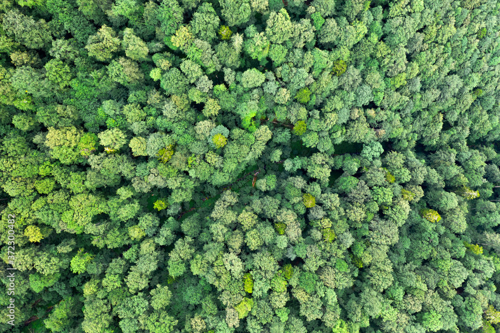 空中无人机俯瞰神奇的夏季森林。自然背景。风景摄影
