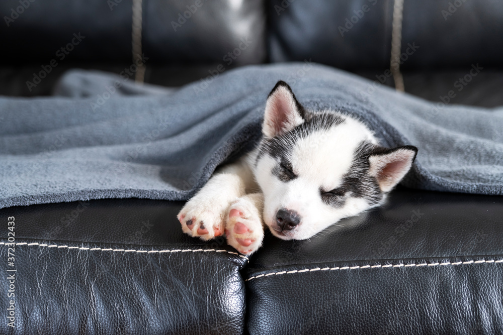 一只白色小狗品种的西伯利亚哈士奇，有着美丽的蓝眼睛，睡在皮沙发上
1127586466,封面设计。设计模板。具有抽象渐变波浪线的创意背景，用于创建t