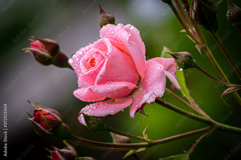 美丽的粉红色玫瑰，雨滴中有花蕾