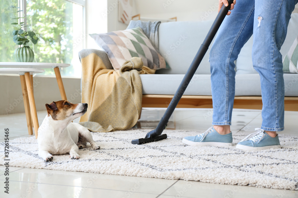 家里清洁地毯的可爱狗狗主人