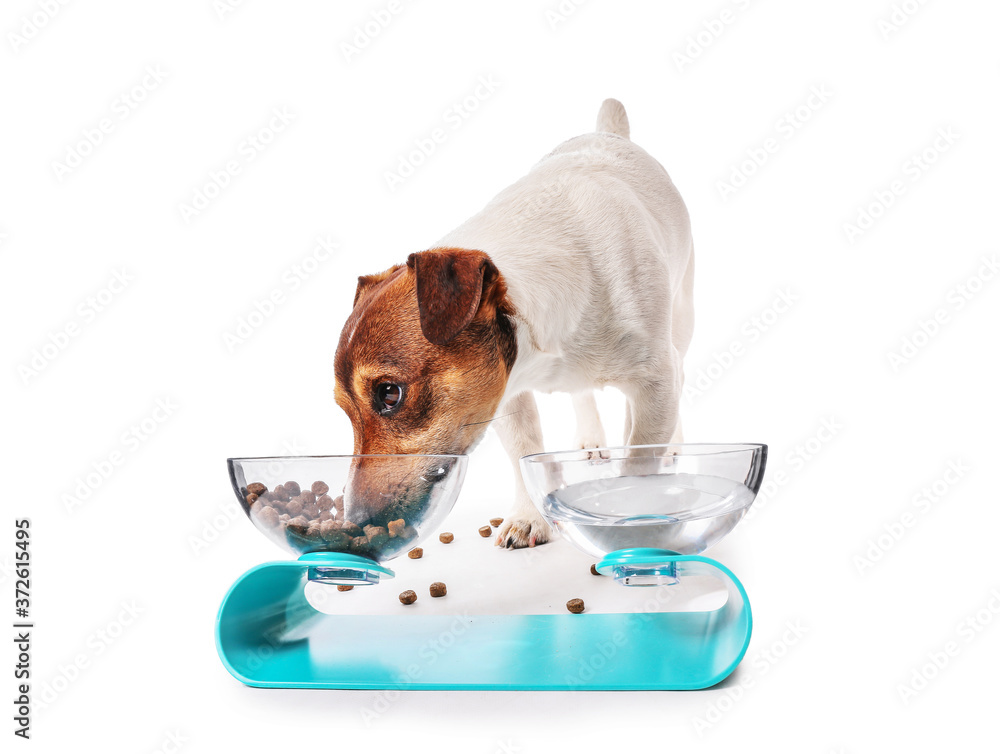 可爱的狗在白底碗里吃东西