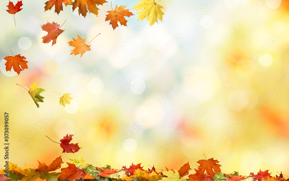 。五颜六色的秋叶。秋天飘落的枫叶自然背景