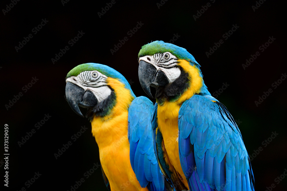 Blue and yellow birds expose against black background,