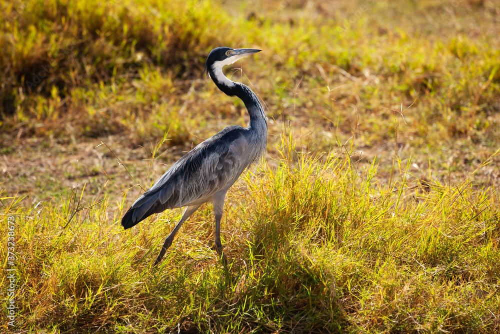 行走的Ciconiformes stork Great Blue Heron或Ardea Herodias in Kenya公园鸟类在自然环境中