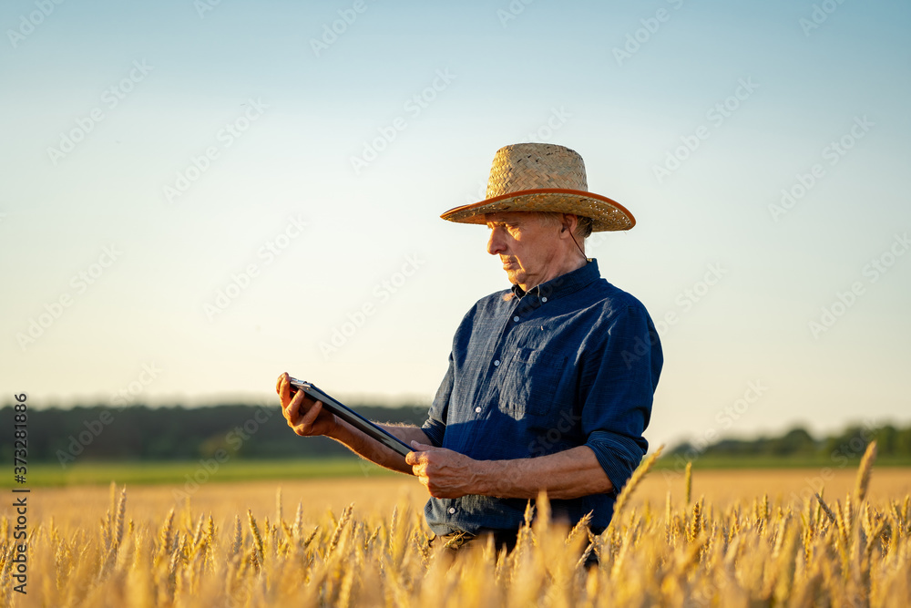 Amazing view with man who check natural organic harvest in the sunset light. Straw hat on farmer`s h