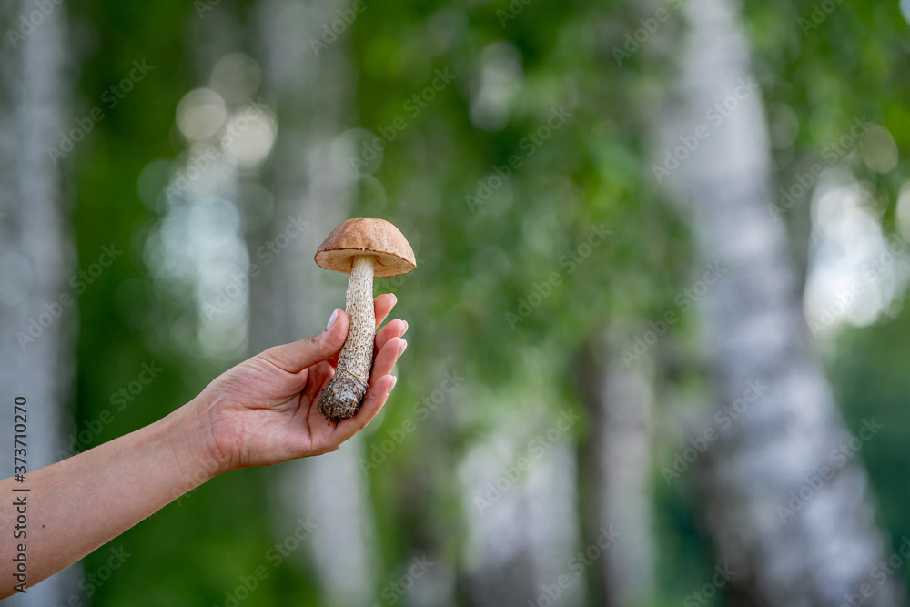 雌性手拿着森林里采集的蘑菇。新鲜美味。模糊的森林背景。