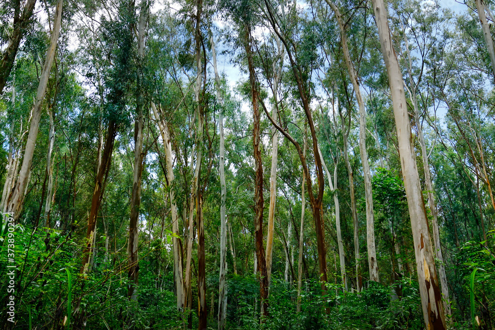 东南亚桉树林