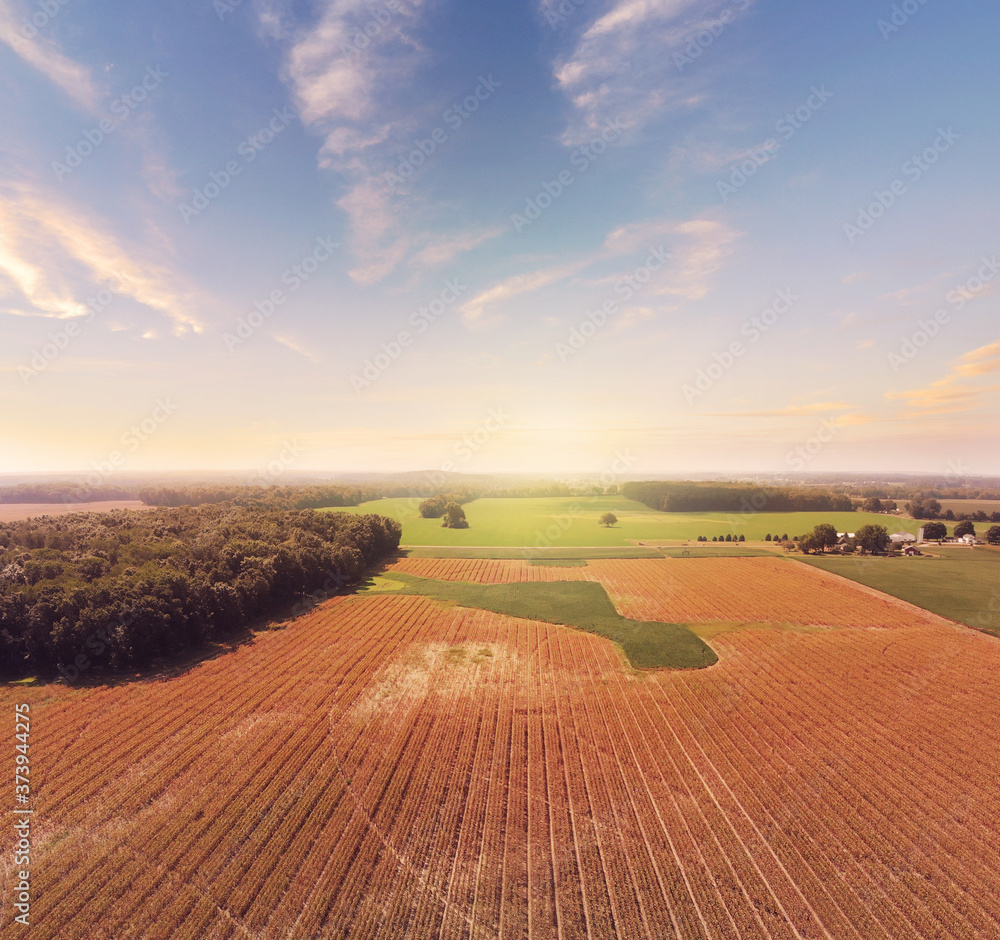   Corn field in late summer. Aerial farming landscape.