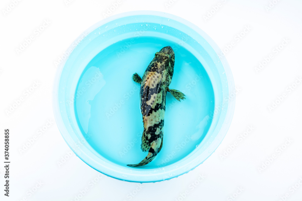水池里的一条活石斑鱼