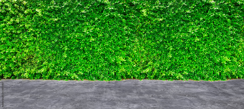为设计建筑师在住宅或围栏的水泥地面上留下绿色叶子。