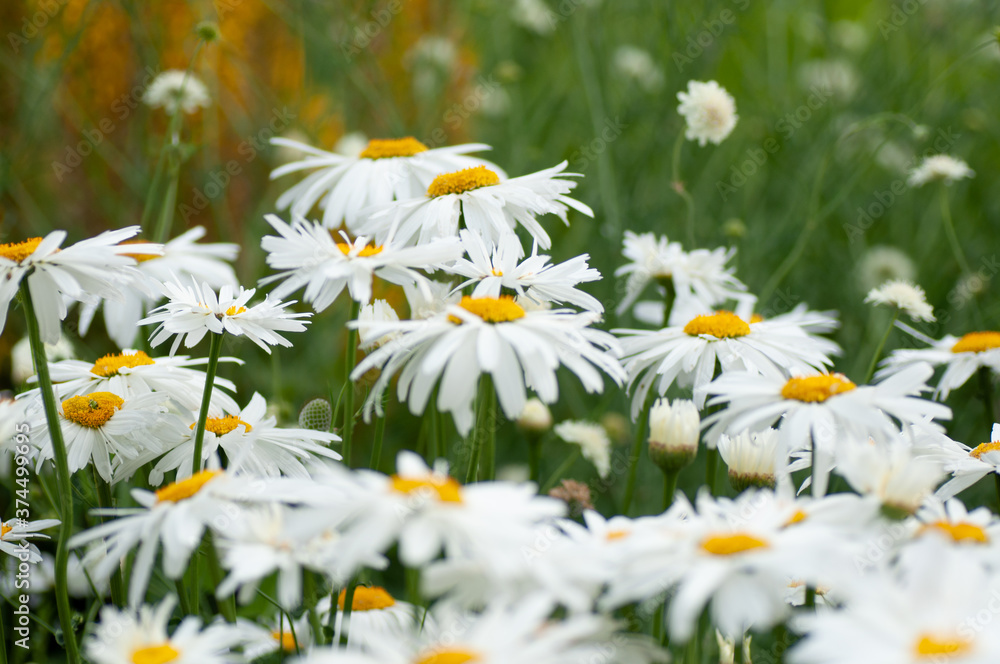 Flowerbed with the white daisy flowers. Botanical photography