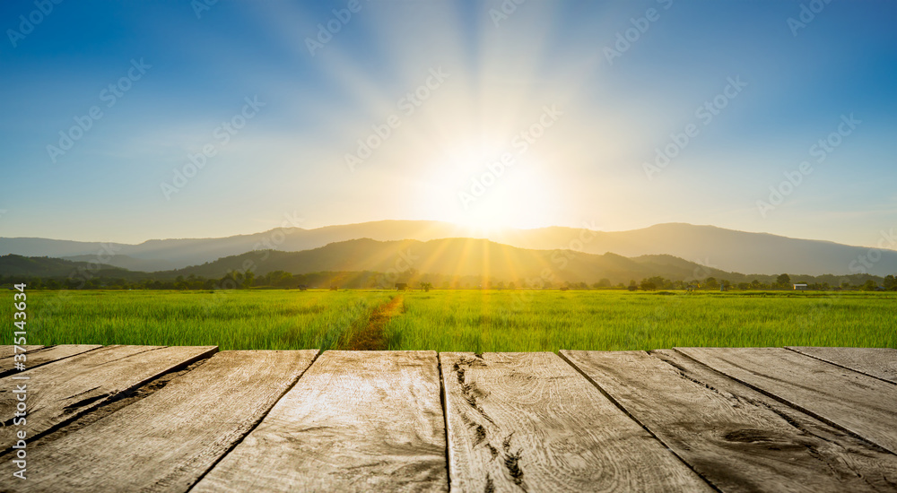 傍晚绿色稻田旁的古老棕色木地板，落日余晖