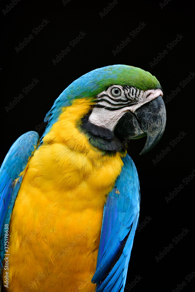 Close up face of blue and gold macaw with sharp eyes and feathers over black background
