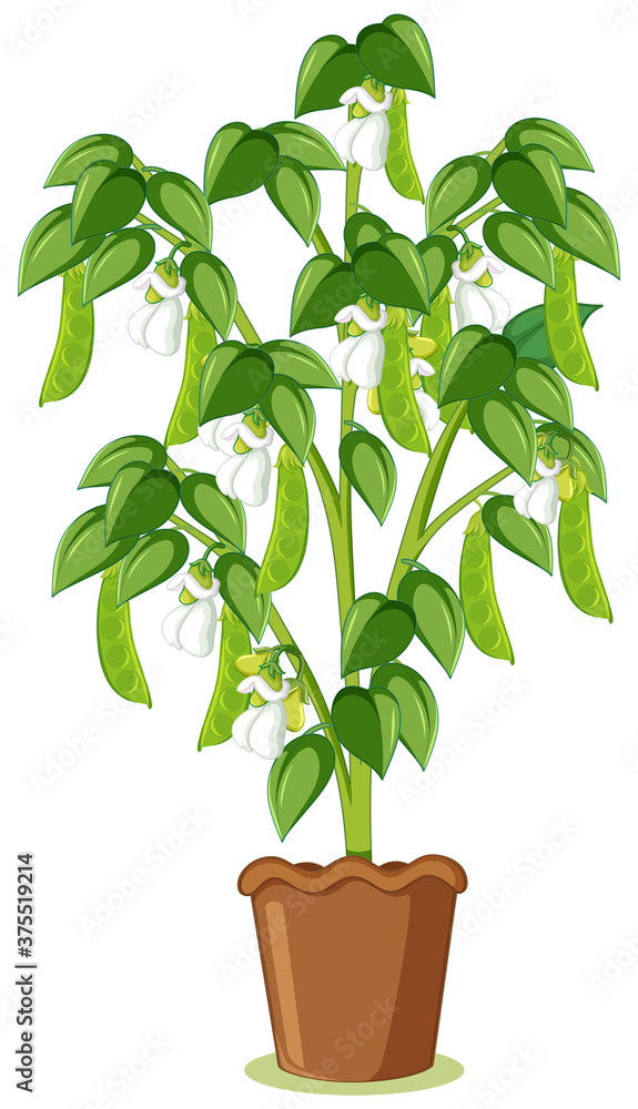 卡通风格隔离的绿色豌豆树或花盆中的豌豆植物