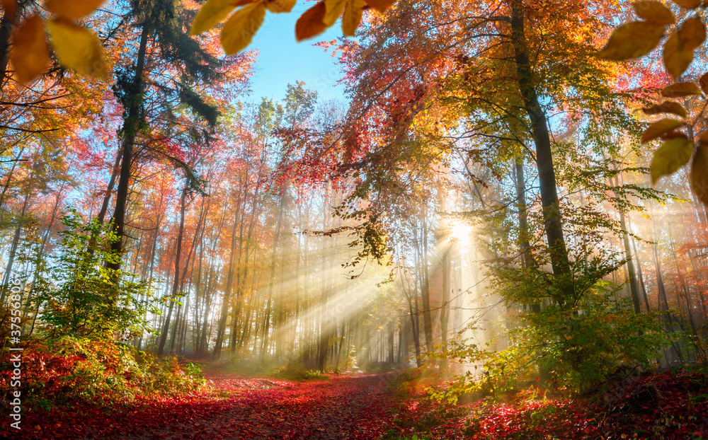 秋天森林里灿烂的阳光